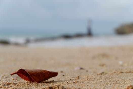 Close-up of a dry leaf on a sandy beach in Marga, Bali. Soft focus background.