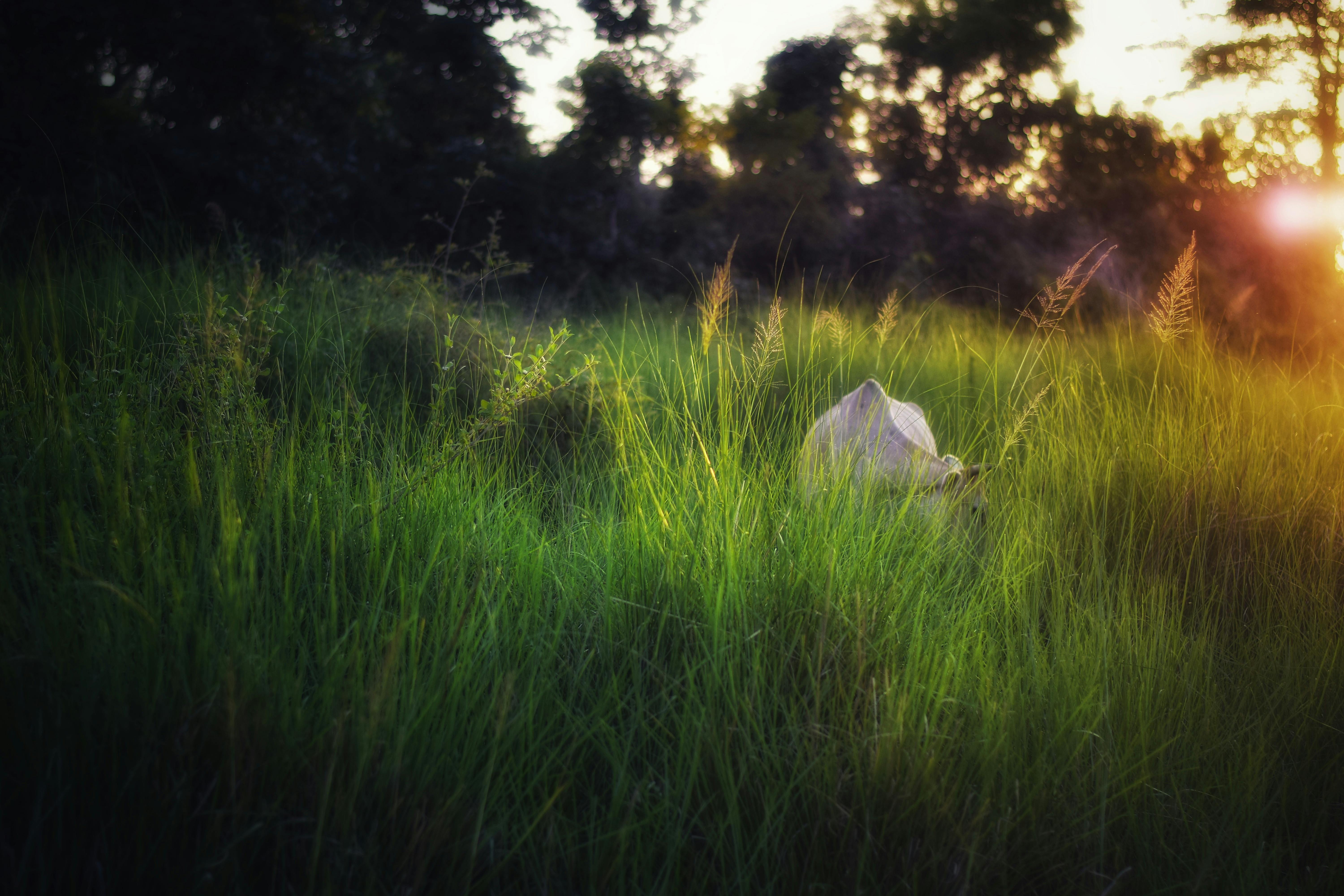 A sample image of a smiling woman in Bangladesh