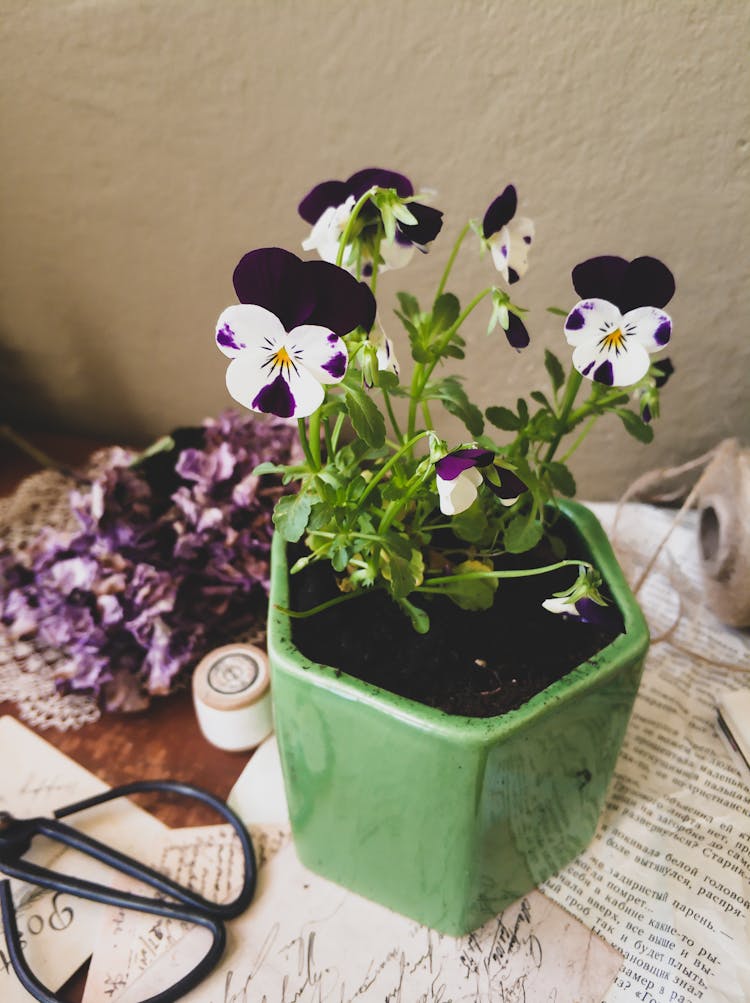 Purple And White Flower In Green Pot