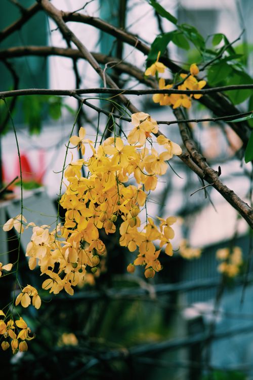 Free Close-up of lush yellow blossoms hanging from tree branches, showcasing nature's beauty. Stock Photo