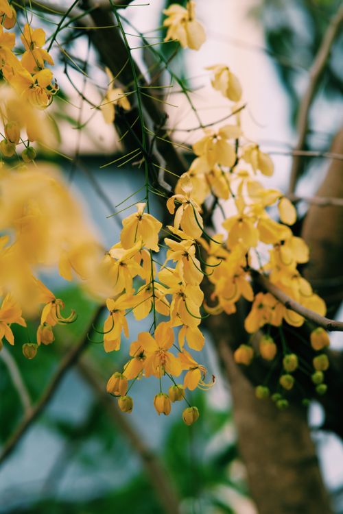 Free Close-up of vibrant yellow Cassia Fistula flowers in full bloom during spring. Stock Photo