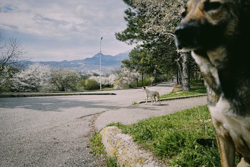 Photos gratuites de chiens, destinations de voyage, montagnes