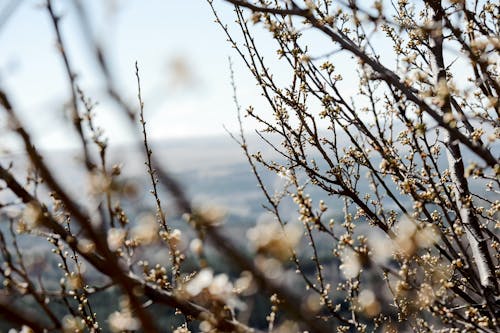 Photos gratuites de arbre, branches, fermer