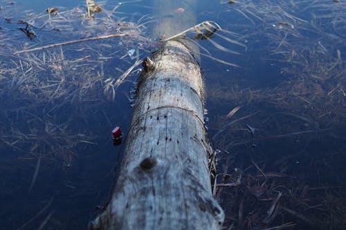 Ücretsiz ağaç gövdesi, göl, kütük içeren Ücretsiz stok fotoğraf Stok Fotoğraflar