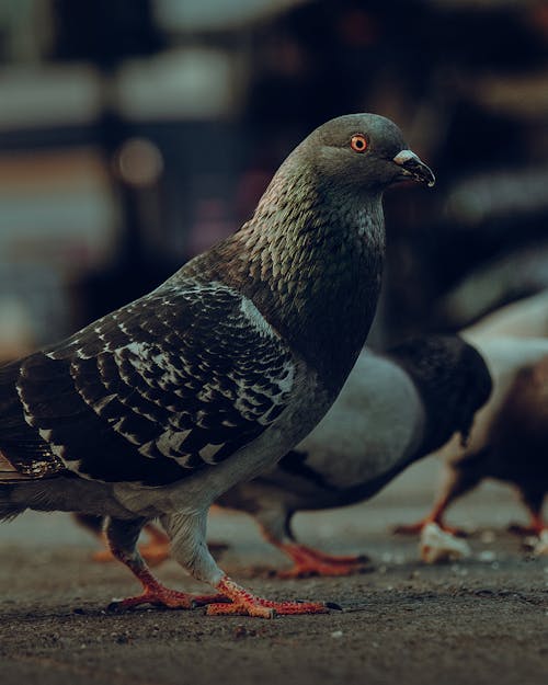 동물, 비둘기, 새의 무료 스톡 사진