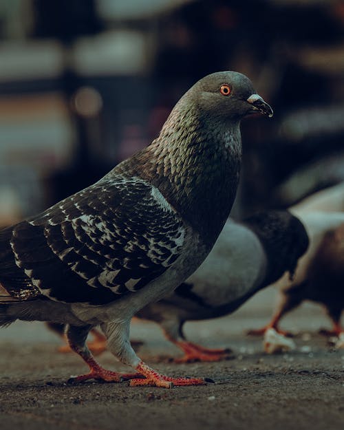 Foto d'estoc gratuïta de animal, au, colom