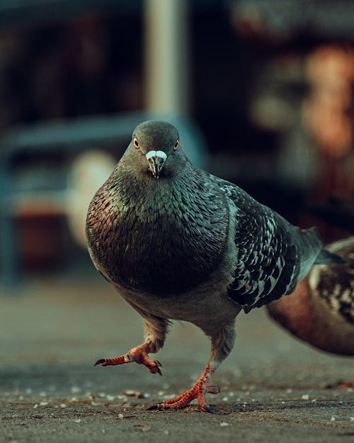 Foto d'estoc gratuïta de animal, au, colom