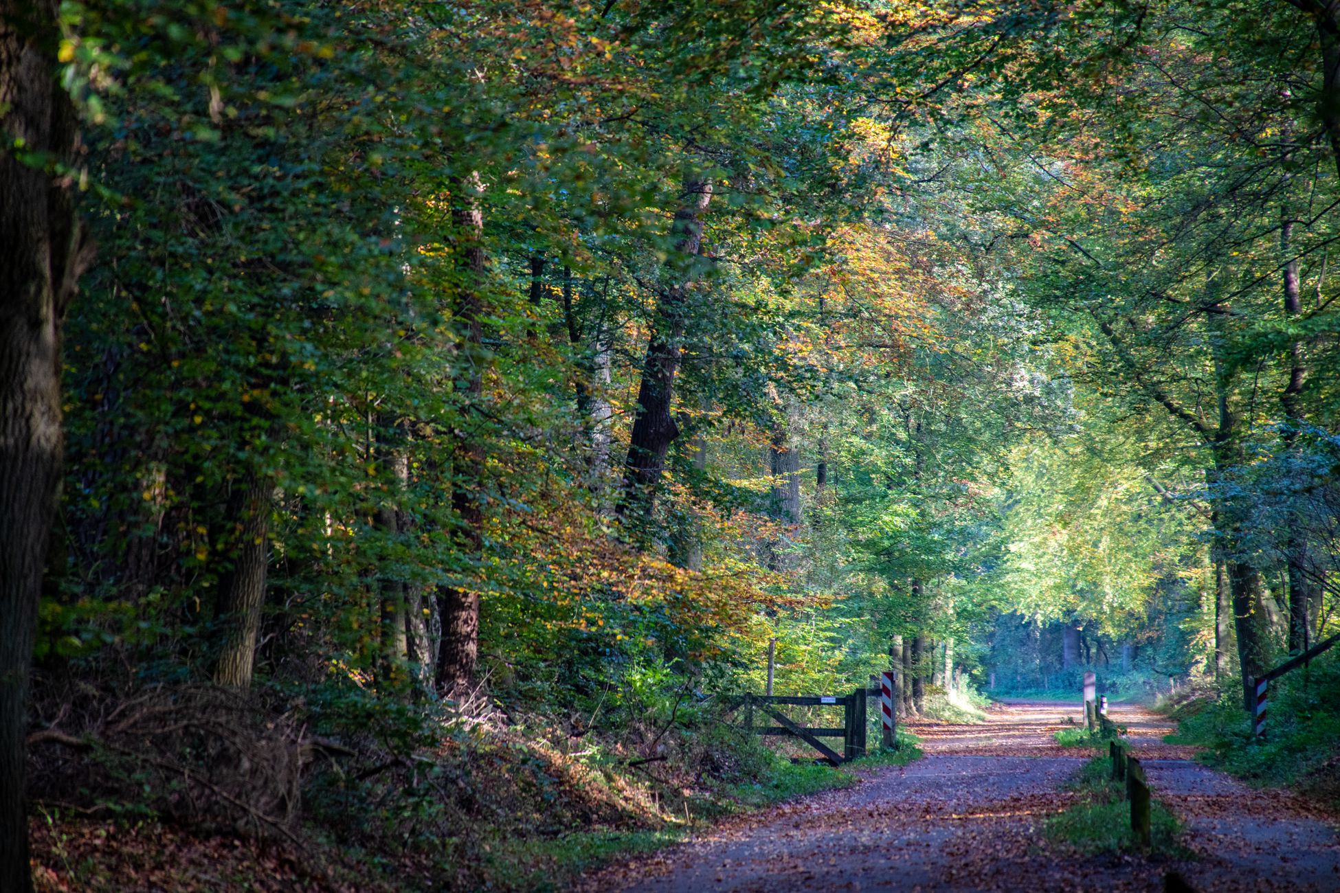 Minister weerspreekt uitgelekte stikstofplannen, 300 miljoen voor Veluwe