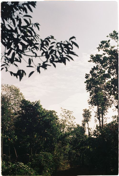 Free Peaceful view of a lush forest with abundant foliage under a clear summer sky. Stock Photo