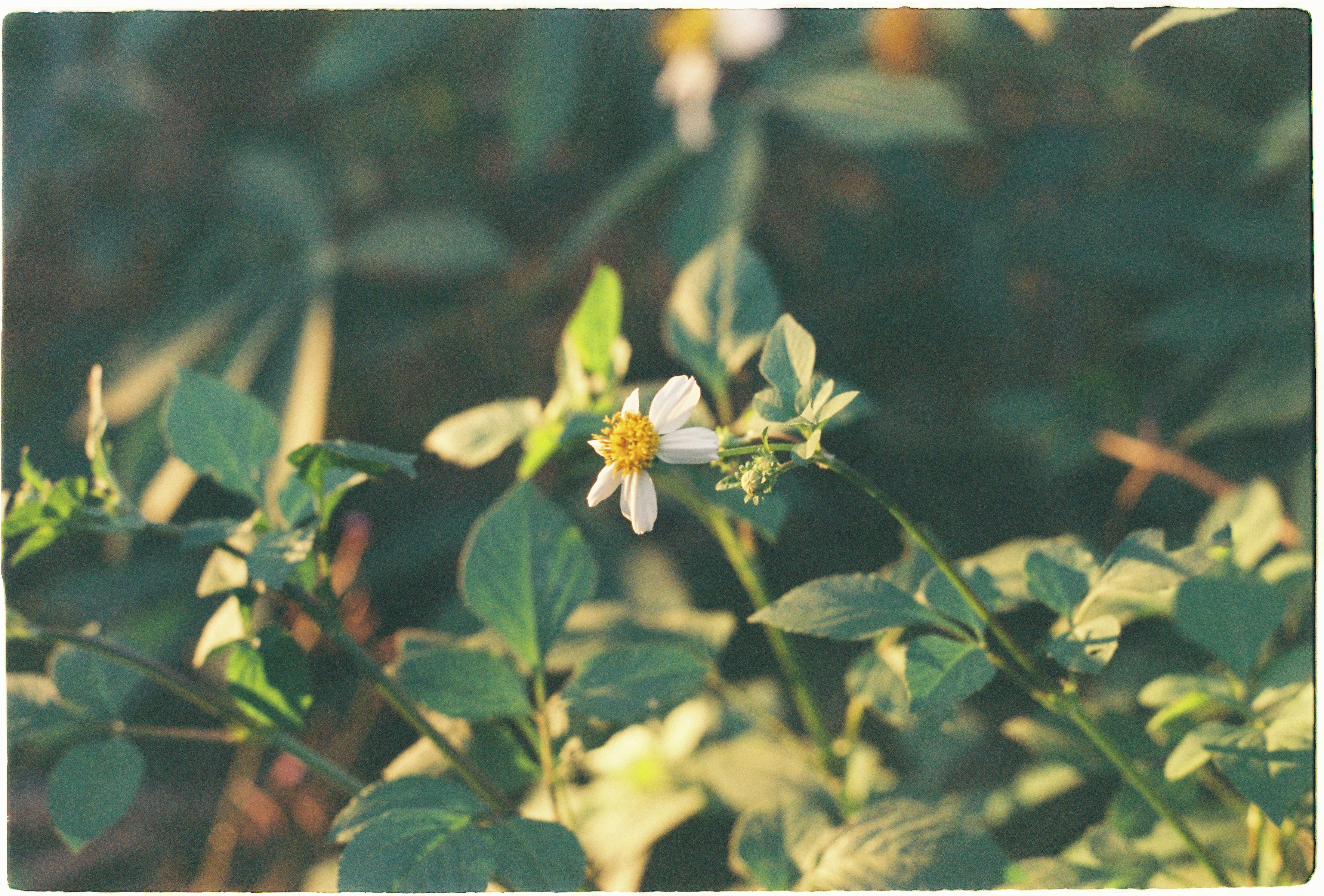 Fotoperiodo: Mecanismos de Percepción Lumínica y Respuestas Florales en Plantas