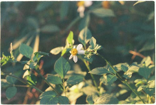 Delicate Flowers on Plant