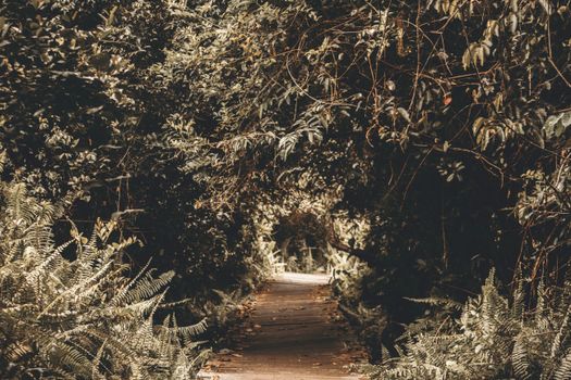 A tranquil path through dense foliage and trees, offering a peaceful nature escape.