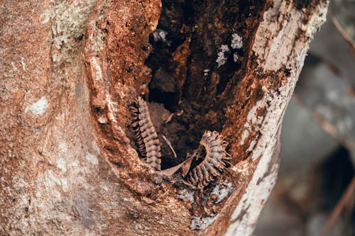 Brown Worm on Tree Trunk