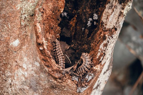 Gusano Marrón En El Tronco De Un árbol