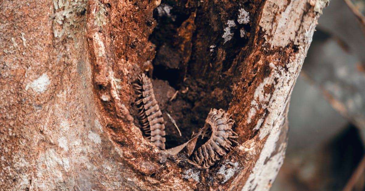 The Cipher of Luminous Hollow 1 image text