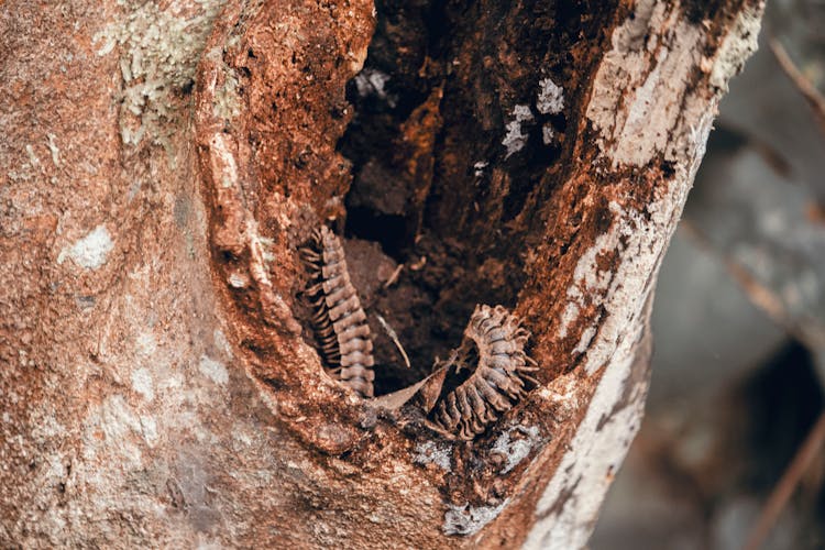 Brown Worm On Tree Trunk