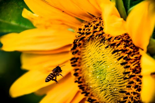 Shallow Focus Photography Of Honey Bee