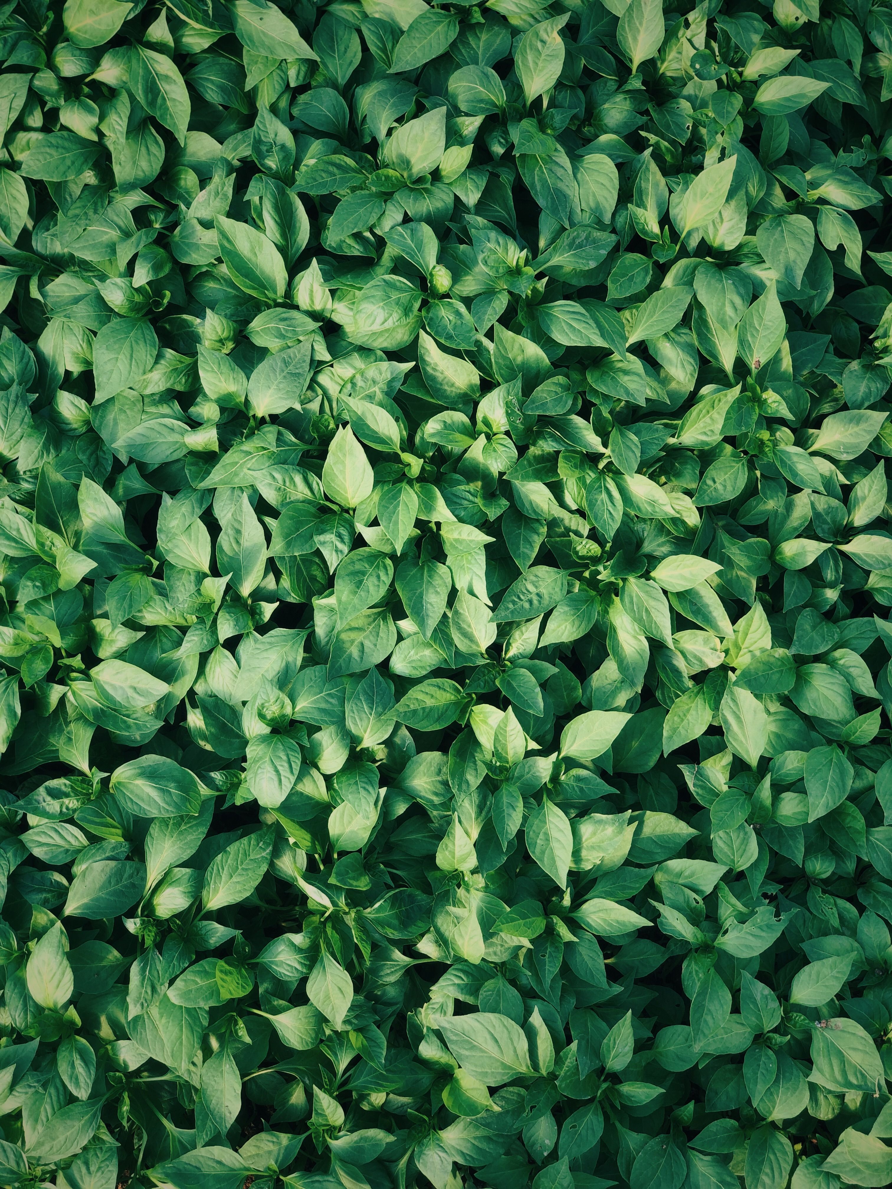 Close-Up Shot of Green Leaves · Free Stock Photo