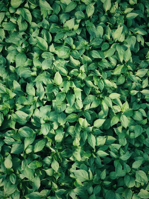 Close-Up Shot of Green Leaves