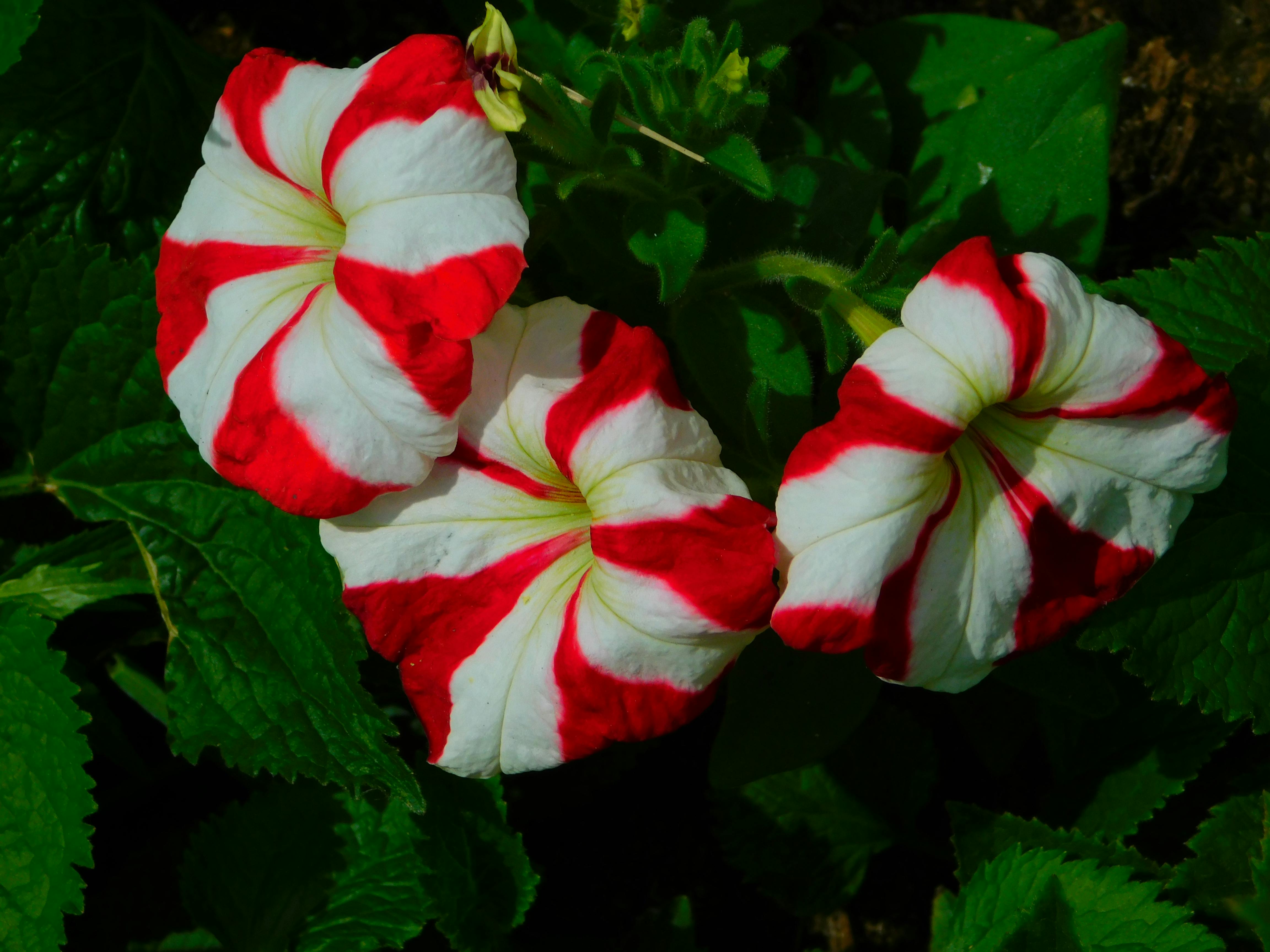 Free stock photo of white and red petunias