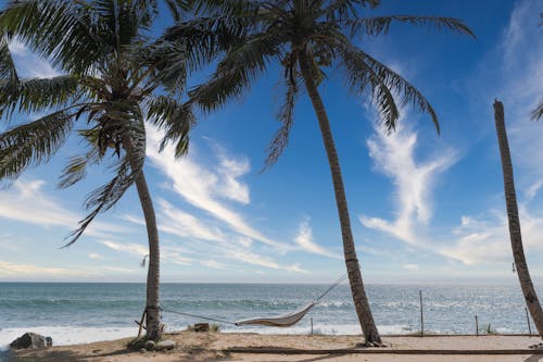 Foto stok gratis laut, pantai, pepohonan palem