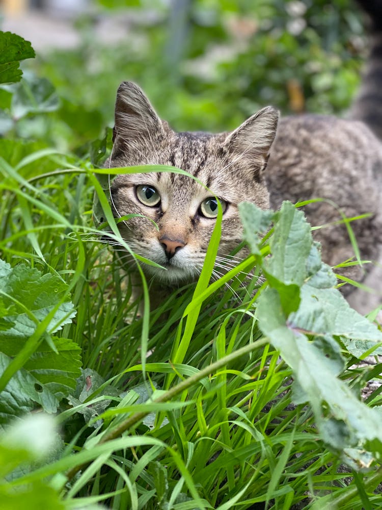 A Tabby Cat Near Green Grass