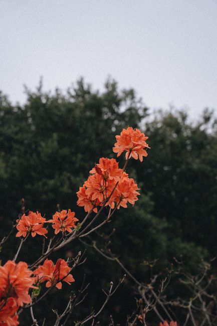 Beautiful orange azalea flowers blooming against lush green foliage in a serene outdoor French setting.