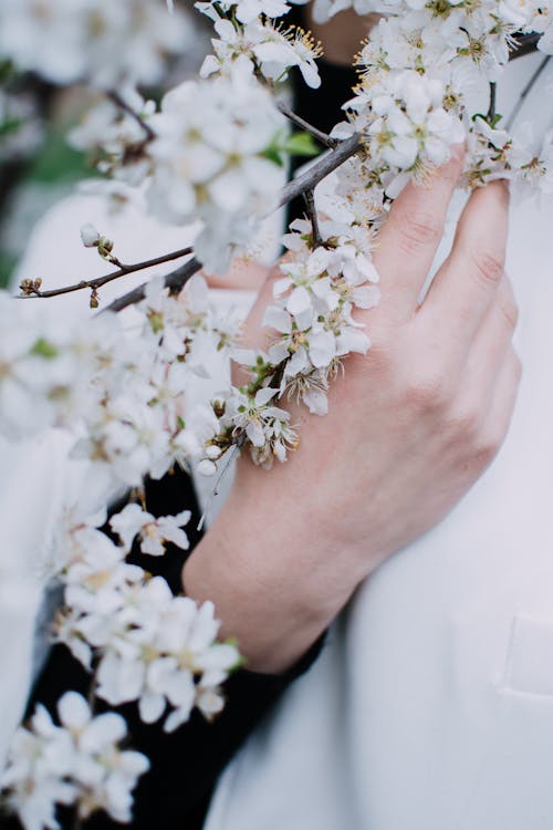 A Person's Hand Holding White Cherry Blossoms