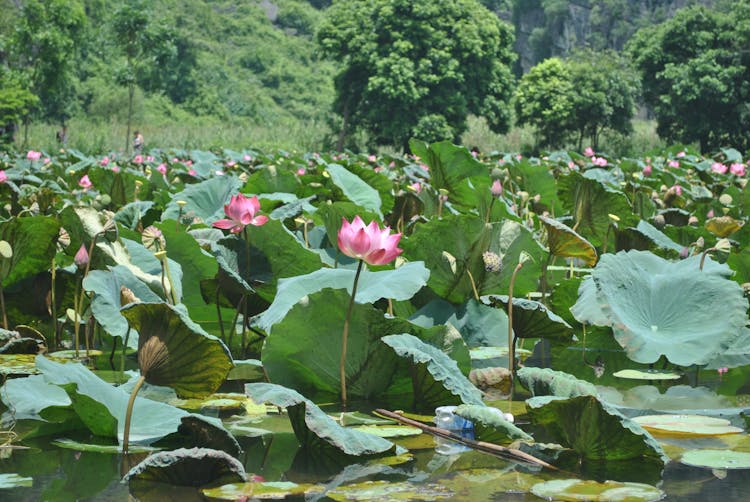 Pink Lotus Flowers In Bloom