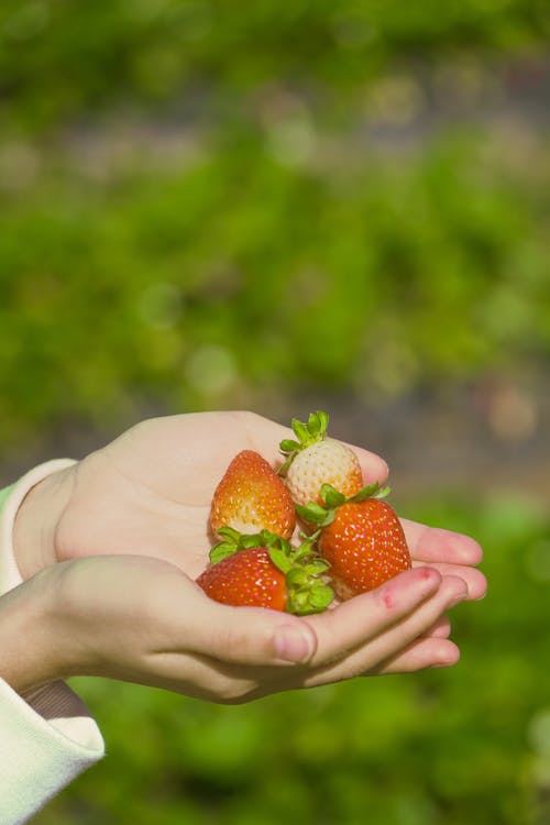 Free Person Holding Red Strawberries Stock Photo