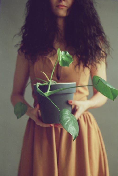 Plant Pot with Monstera Seedling in Hands of Unrecognizable Woman