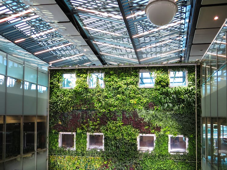 Photograph Of Plants Growing On A Wall