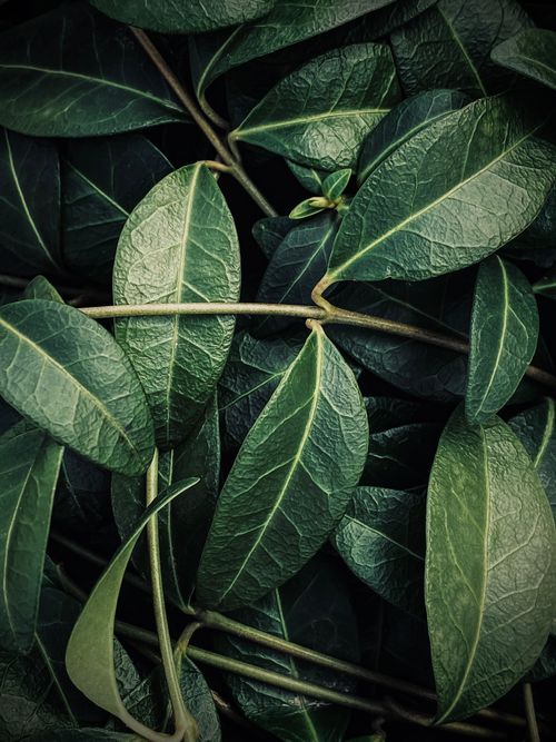 Free Close-up shot of lush green leaves showcasing natural texture and patterns, perfect for botanical themes. Stock Photo