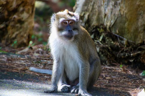 Singe Brun Et Blanc