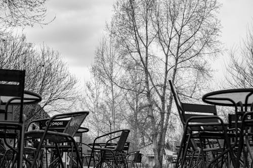 Grayscale Photography of Chairs and Tables Near Bare Trees