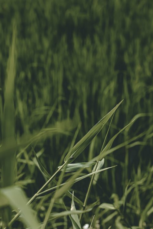 Free Close-up of vibrant green wheat field, capturing the abundance of summer growth. Stock Photo