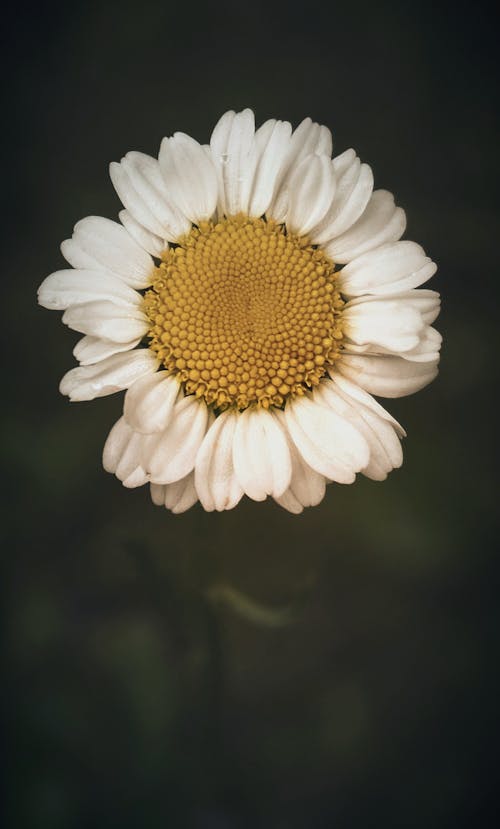 A Daisy Flower in Bloom