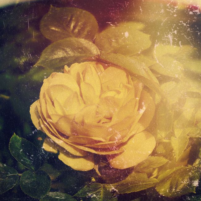 Close-up of a yellow rose with vintage effects and light leaks creating a nostalgic feel.