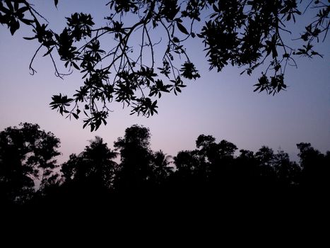 Silhouetted trees and foliage in tranquil twilight scenery.