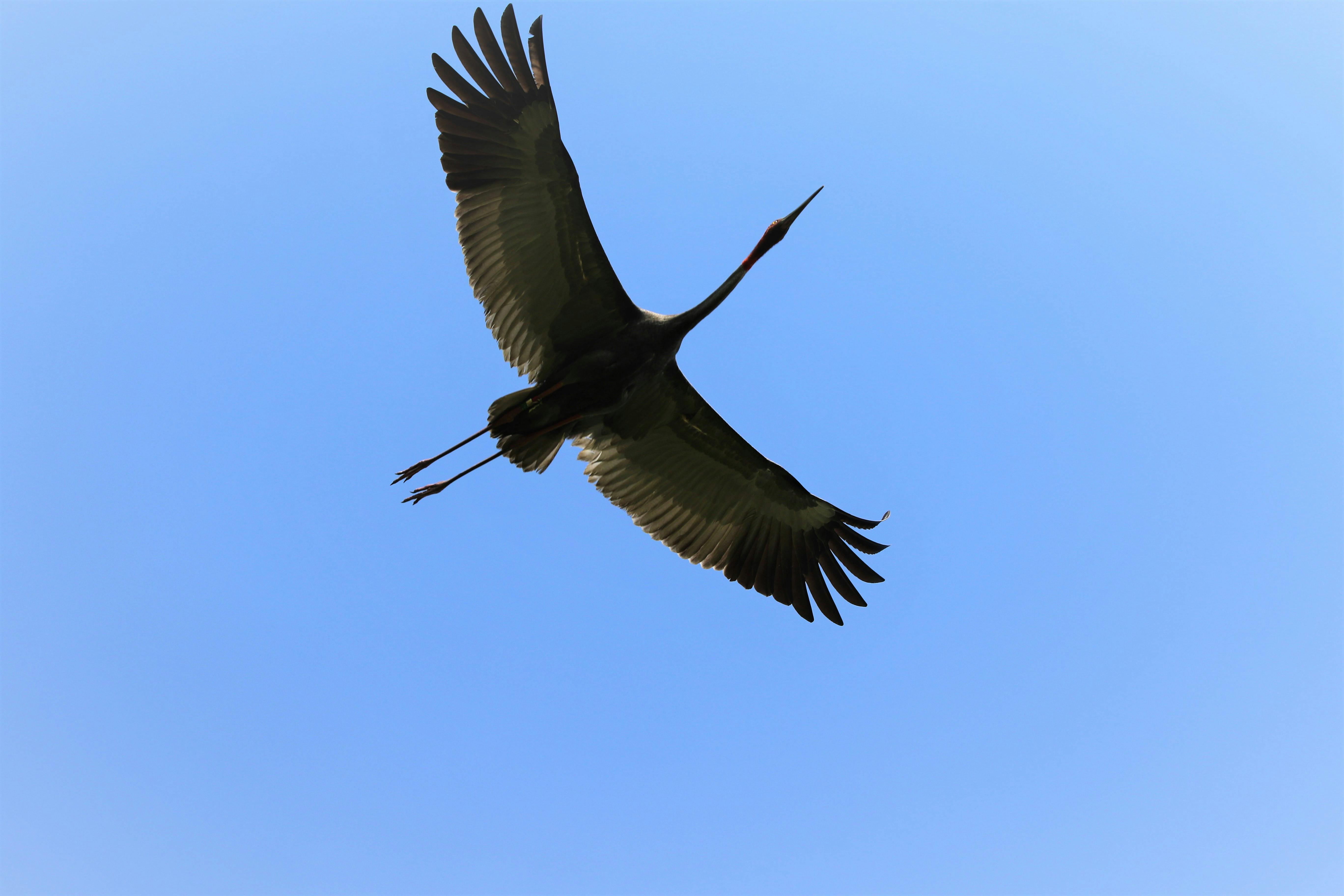 Free stock photo of #bird, #birds, Eastern Sarus Crane