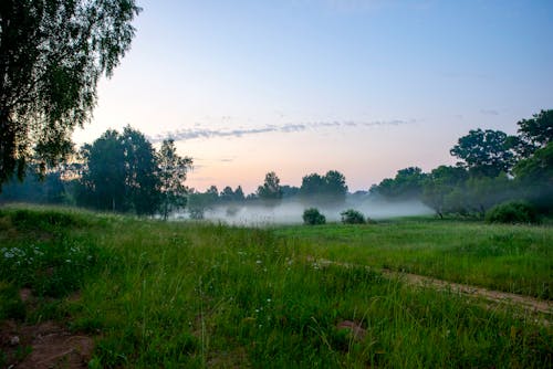 Gratis stockfoto met gras, milieu, mistachtig