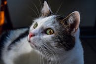 一只家猫的特写肖像，绿眼睛鲜艳，胡须清晰可见