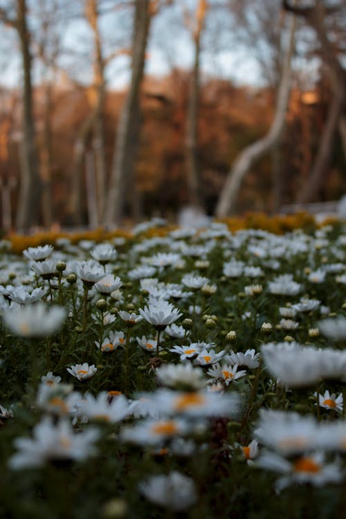 alan, Beyaz çiçekler, beyaz papatyalar içeren Ücretsiz stok fotoğraf