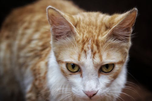 橙色虎斑貓的淺焦點攝影