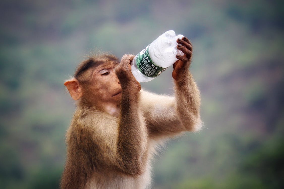 Kostenlos Primaten Halten Klare Und Schwarz Beschriftete Flasche Stock-Foto