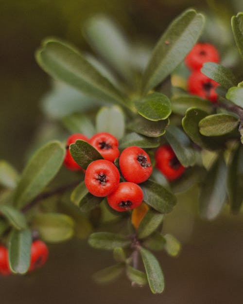 rowanberries, 垂直拍摄, 樹葉 的 免费素材图片