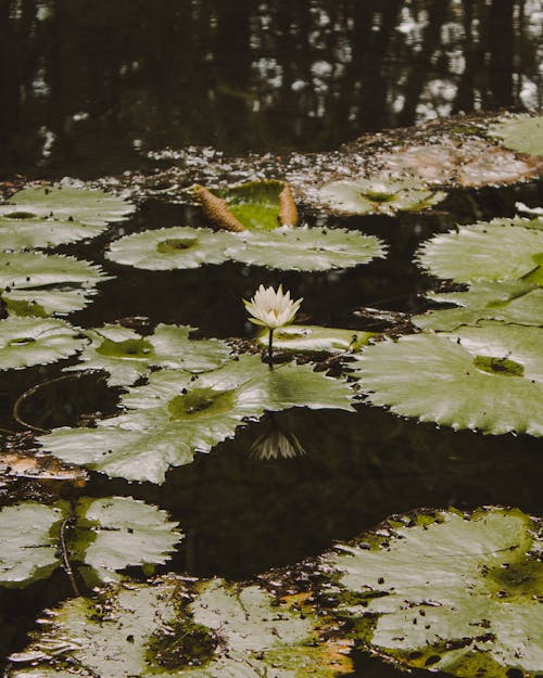 垂直拍摄, 植物群, 樹葉 的 免费素材图片