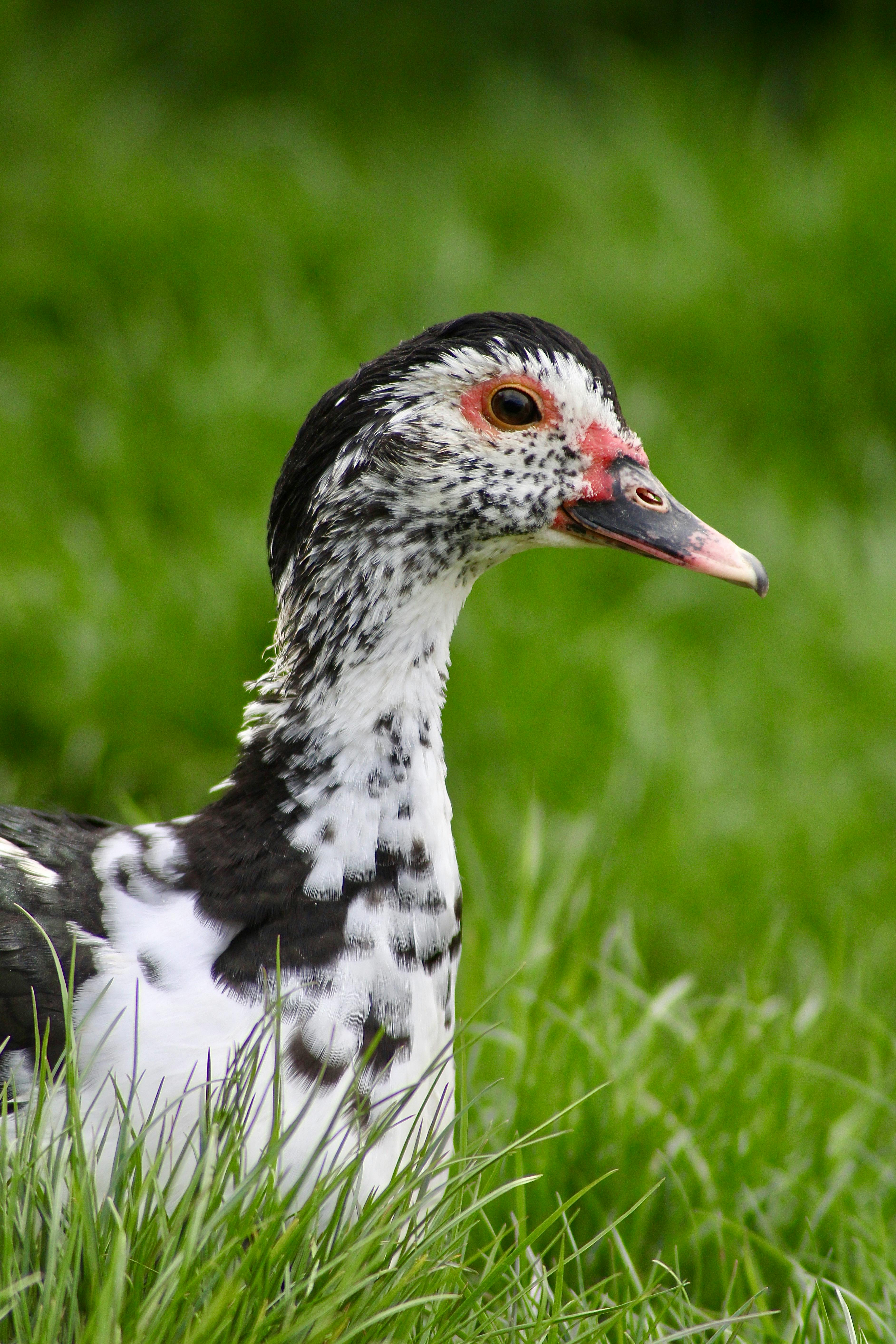 7,000+ Best Bath Duck Photos · 100% Free Download · Pexels Stock Photos
