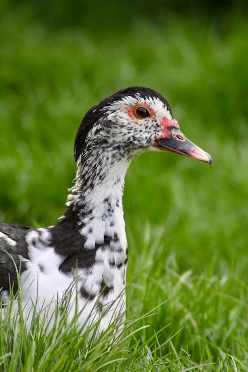 Close-Up Shot of a Duck on the Grass
