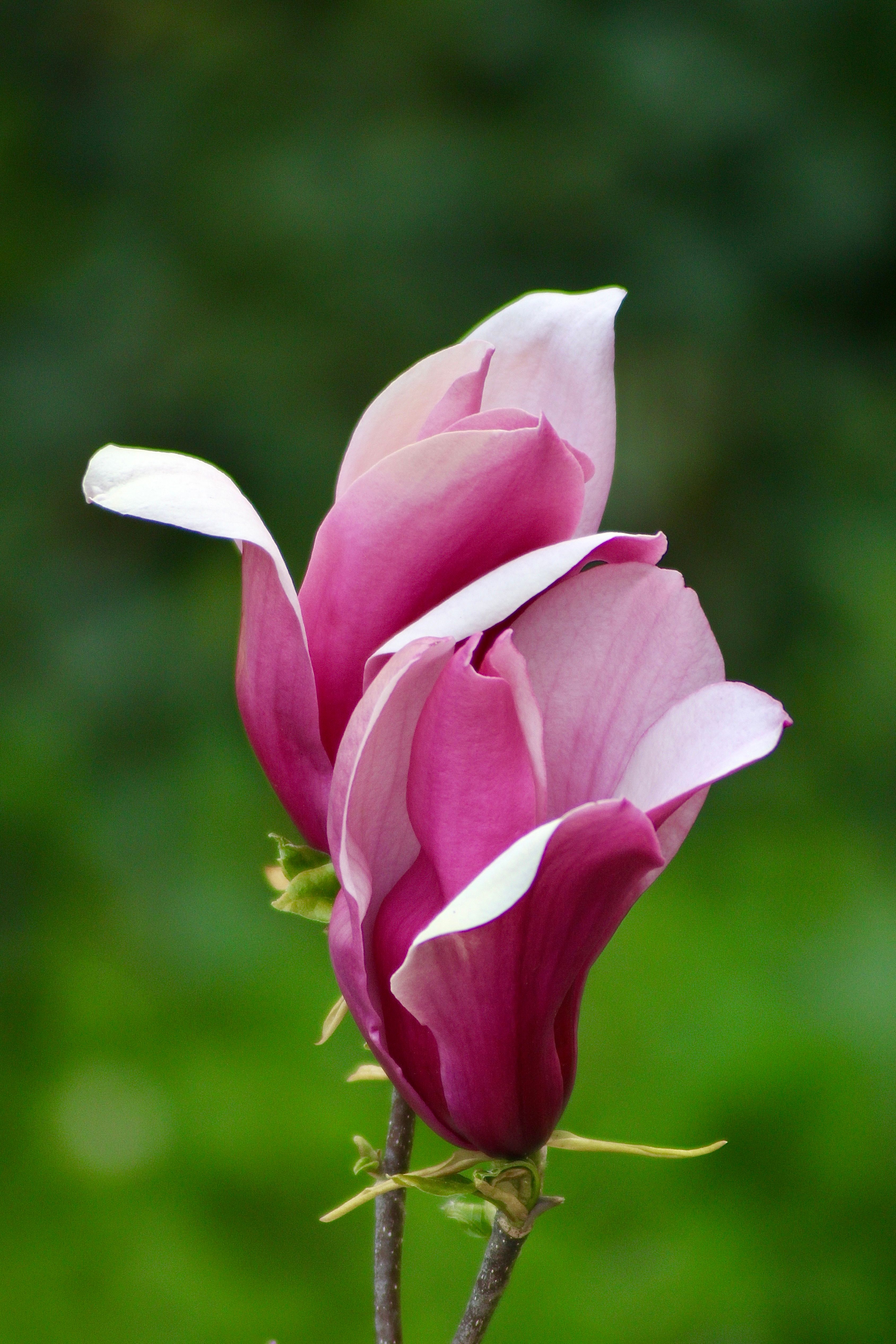 Close-Up Shot of Pink Flowers · Free Stock Photo